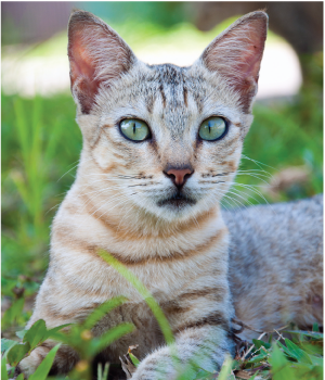 cat sitting in grass